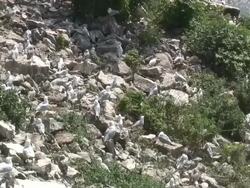 Gulls 7-03s: HD 1080/60i with sound Stock Footage