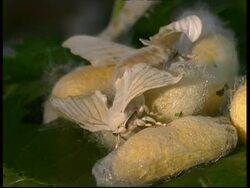 Silkworm Moths, Bombyx mori, mating on top of group of chrysalide cocoons containing pupae on leaf, MS, Israel Stock Footage