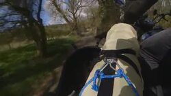 Hairy biker dog gets world's first four-legged Kevlar coat News Clip