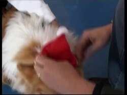 What the best-dressed dog gets for Christmas News Clip