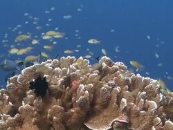 Tropical Fish over coral, Southern Visayas, Philippines Stock Footage