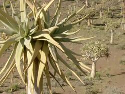 MS TU Shot of Quiver trees scattered across mountain slope / Namaqualand, Northern Cape, South Africa Stock Footage