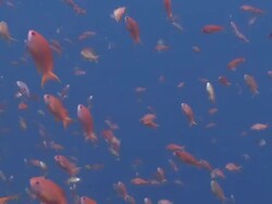 Mixed school of Anthias and other reef fishes in blue water, Moorish Idol swims by, Nusa Lembongan, Bali, Indonesia Stock Footage