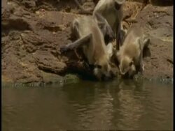 CU tilt up to Hanuman Langurs, Semnopithecus entellus, drinking from lake, Bandhavgarh National Park, India Stock Footage
