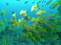 MS Shot of School of snappers and cardinal fish swimming or drifting with surge / Matola, Maputo, Mozambique Stock Footage