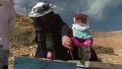 VOICED : Queen bees: how honey co-ops help Afghan women take control News Clip