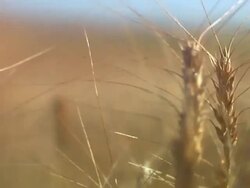 Golden wheat field Stock Footage