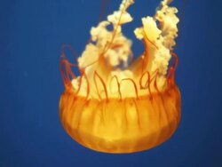 Jellyfish close up Stock Footage