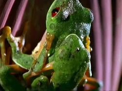 Red-eyed tree Frogs (Agalychnis callidryas) mating on leaf, camera tilts down to eggs in jelly, close up. Stock Footage