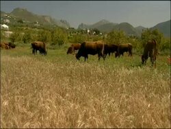 Cattle grazing in meadow, scenery behind, Alcaucin, Malaga, Andalusia, Southern Spain. Retinta cattle: They are an endemic Spanish breed used for the last 2000 years or more and found through the southern provinces of Extremadura and Andalucia. Stock Footage