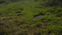 Dense trees surround small ponds. Stock Footage