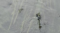 dragonfly Stock Footage