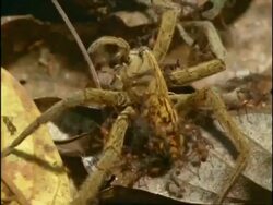 CU Army Ants (Eciton) attacking large spider, Brazil Stock Footage
