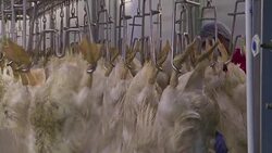 CLEAN : Bulgarian Hungarian foie gras makers feed new markets News Clip