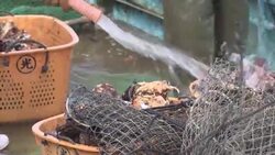 Tsunami disaster - young apprentices help rebuild fisherman's ruined business ++REPLAY++ Instructional Video