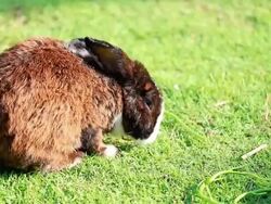 Rabbit Stock Footage