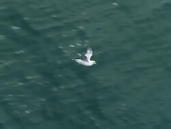 WS TS AERIAL Shot of Northern fulmars skimming over arctic ocean / Resolute, Nunavut, Canada Stock Footage