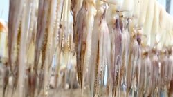Squid ,Raw material dried Stock Footage