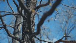 Forest Stock Footage