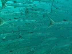Barracuda. Borneo, Malaysia, Southeast Asia Stock Footage
