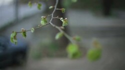 awakening early spring Stock Footage