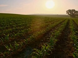 DS Field of young corn plants in the sunrise Stock Footage