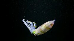 Bigfin reef squid is attracted by light Stock Footage