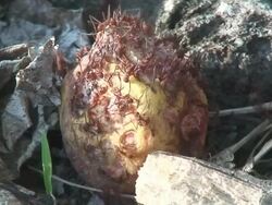 Atta worker ants on fruit Stock Footage