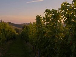 WS CS Viniferous Region In The Sunrise Stock Footage