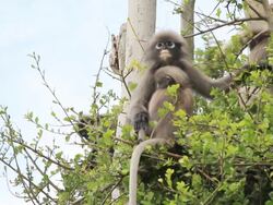 Dusky Leaf Monkey Stock Footage