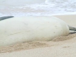 MS PAN Shot of monk seal lying on beach near waves / oahu, hawaii, united states Stock Footage