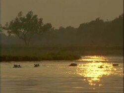 MWA Group of Common Hippopotamus peering out of water at sunset, sunlight reflecting in water, Mana Pools, Zimbabwe Stock Footage