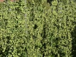 MS Shot of Hop field (Humulus lupulus) / Mainburg, Hallertau, Bavaria, Germany Stock Footage
