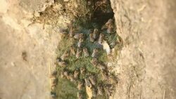 Thirsty swarm of bees Stock Footage