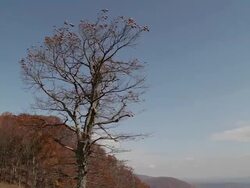 Blue Ridge Mountains, Virginia, USA Stock Footage
