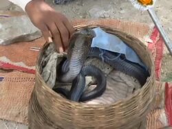 Rajasthani Indian Snake Charmer 2 Stock Footage