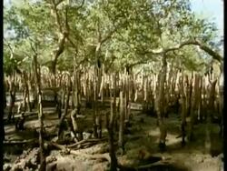 MS female python moves amongst spiky mangrove tree roots on ground, Kenya Stock Footage