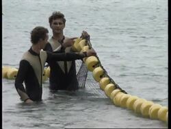 HONG KONG: SHARK ATTACKS: POSSIBLE CLOSURE OF BEACHES News Clip