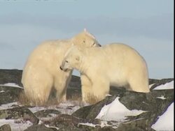 Polar bears (Ursus marinus) wrestling, Manitoba, Canada Stock Footage
