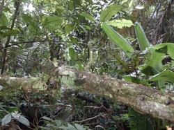 Time-lapse of leaf cutter ants (Atta sp.) walking along a branch above a rainforest stream in the Ecuadorian Amazon. Stock Footage