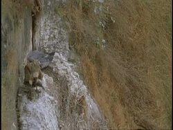 Vulture (family Accipitridae) landing on nest ledge, Bandhavgarh National Park, India Stock Footage