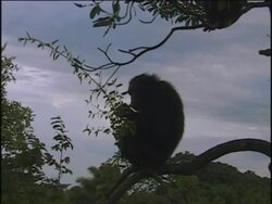 MS, Silhouette of chimpanzee (Pan troglodytes) sitting on limb and eating, Gombe Stream National Park, Tanzania Stock Footage