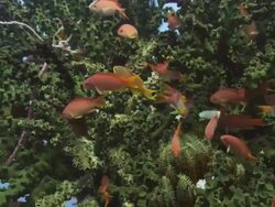 Anthias (subfamily Anthiinae) sheltering Stock Footage