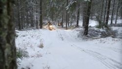 Finland - Snowmobiles driving through wooded area. Stock Footage