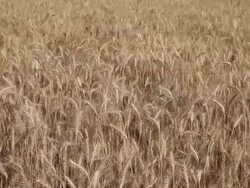 Wheat crops  Stock Footage
