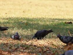 Pigeon on the meadow Stock Footage