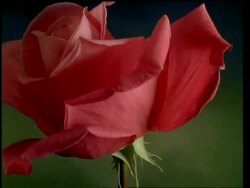 T/L flower - BCU bud opening to single red Rose then wilting and petals dropping off, green background Stock Footage