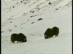 WA pair of Musk Oxen, Ovibos moschatus, foraging in snow, Arctic Circle Stock Footage