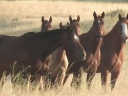 MS Horses herd standing in tall grasses / Pine Ridge, South Dakota, United States    Stock Footage