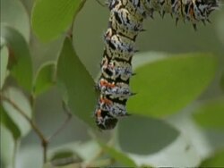 CU Mopane worm Caterpillar being picked off the tree, Botswana, Africa Stock Footage